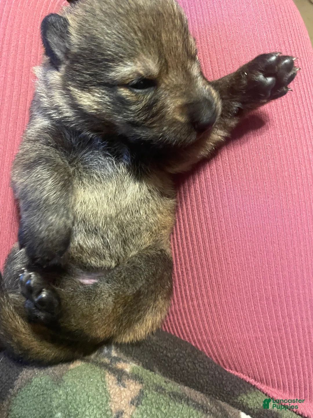 German Shepherd dogs for sale: German Shepherd 5 - Ad 2