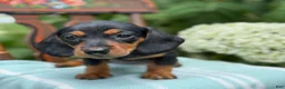 Miniature Dachshund dogs for sale: Lupine - Ad 9