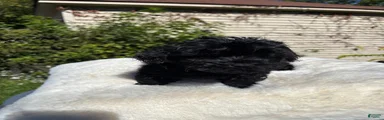 Yorkiepoo 2