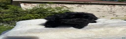 Yorkiepoo dogs for sale: Yorkiepoo 2 - Ad 1
