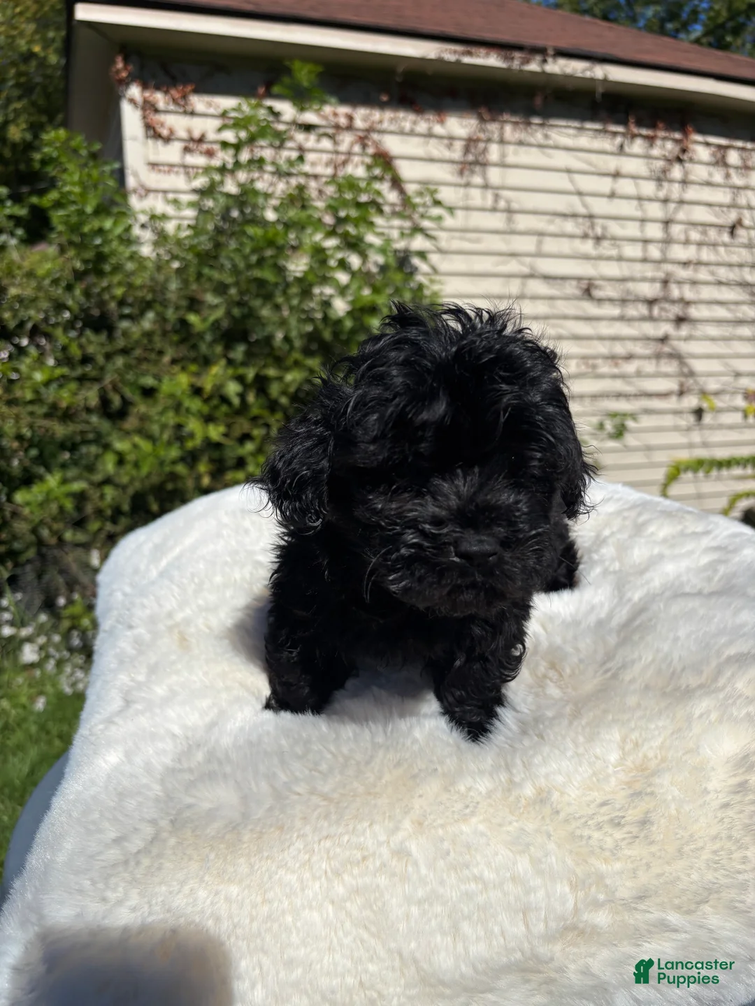 Yorkiepoo dogs for sale: Yorkiepoo 2 - Ad 1
