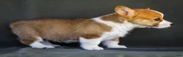 Welsh Corgi Pembroke dogs for sale: Bitsie - Ad 4