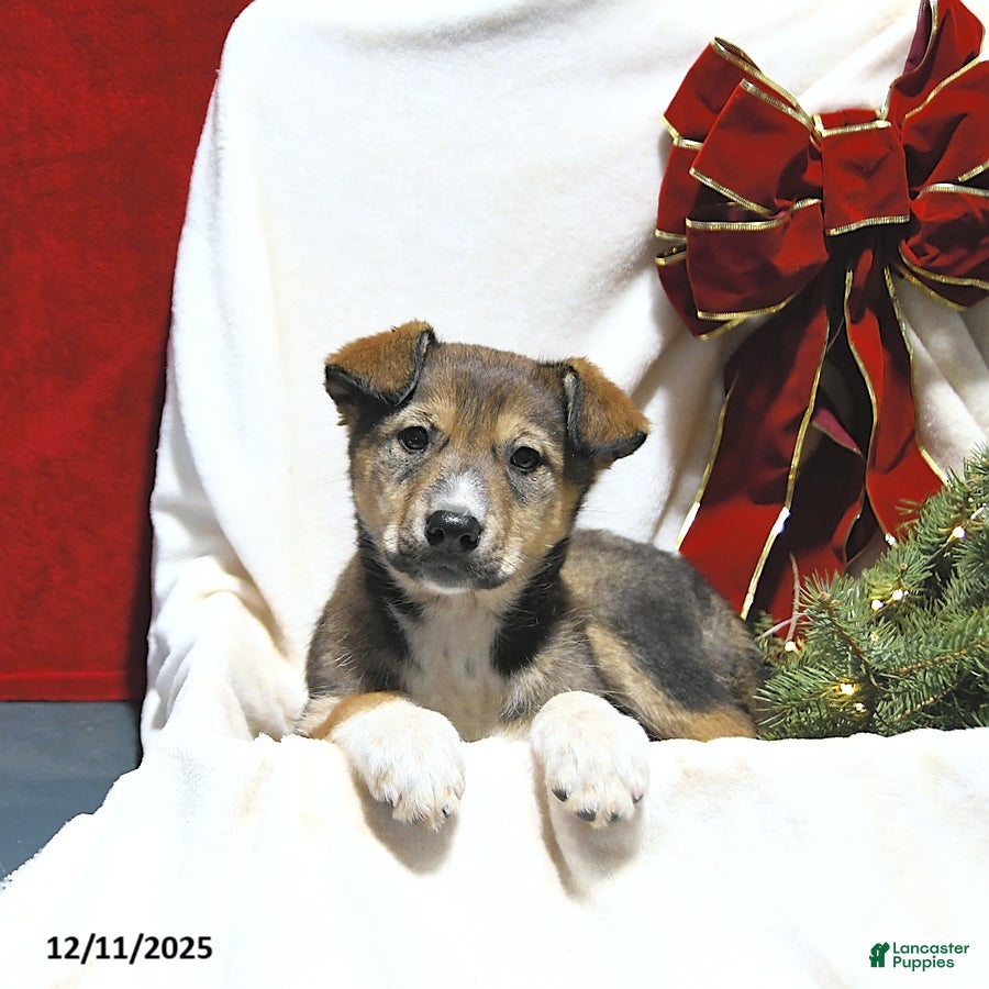 Mixed Breed dogs Jasper - Ad 35