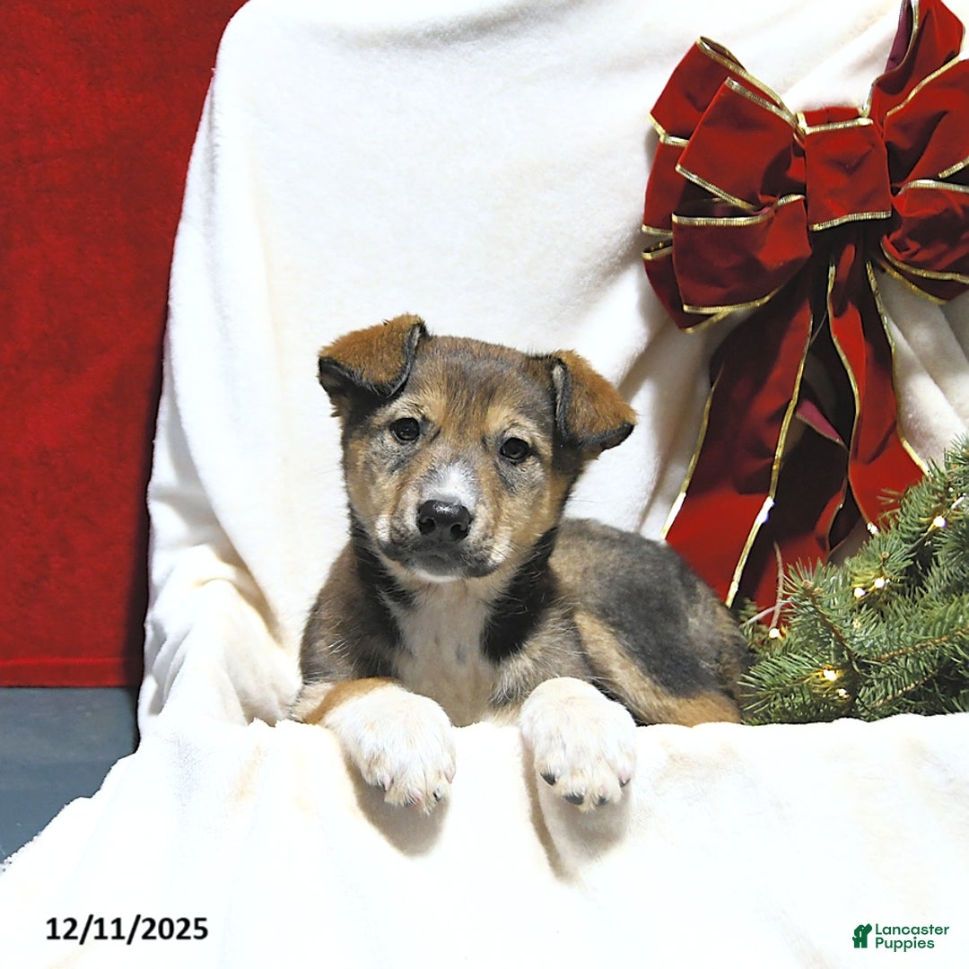 Mixed Breed dogs for sale: Jasper - Ad 1