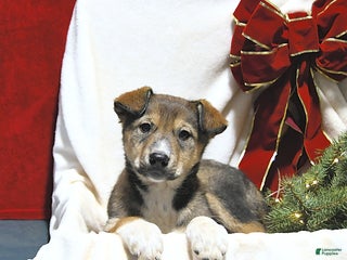 Mixed Breed dogs Jasper - Ad 31