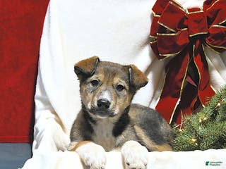 Mixed Breed dogs Jasper - Ad 41