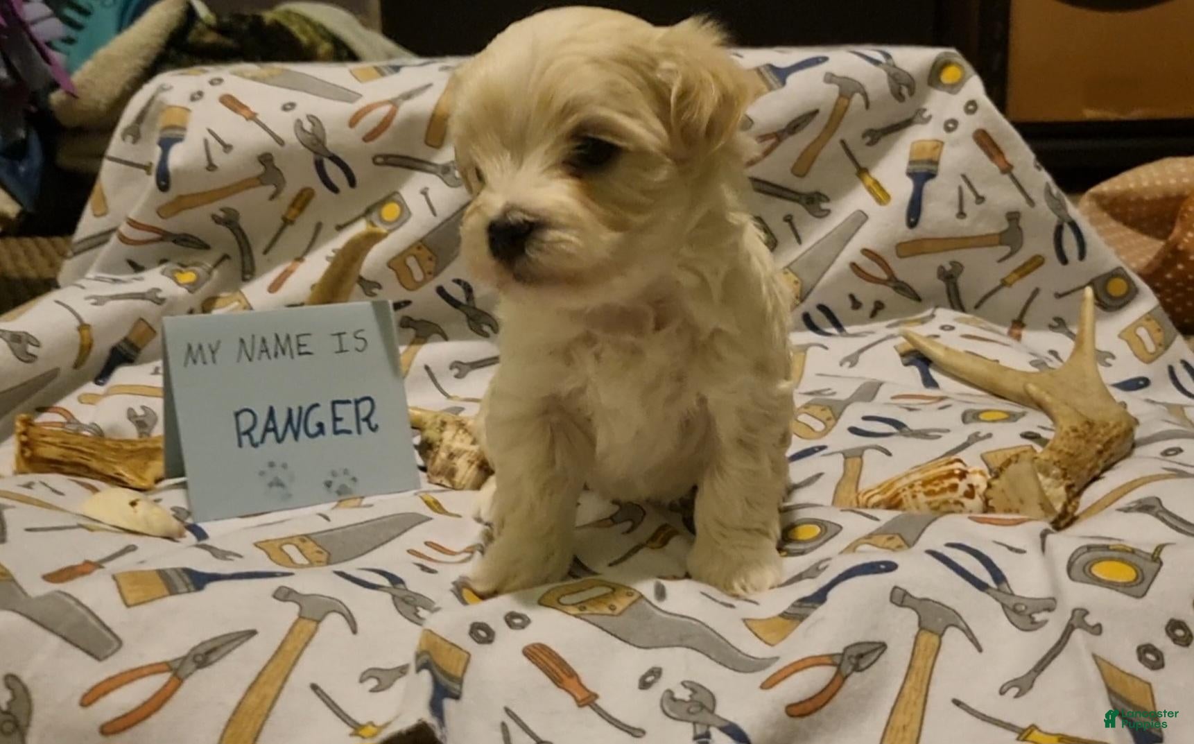 Maltipoo dogs Ranger - Ad 1