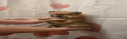 Pomeranian dogs for sale: Vera 1 - Ad 3