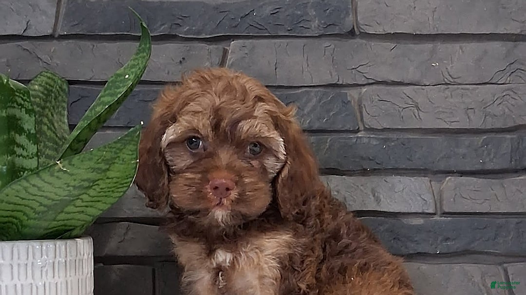 Gallery Image {{count}}