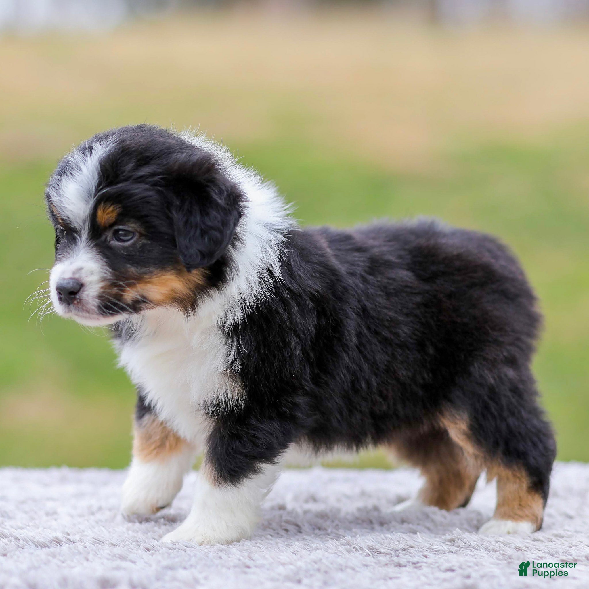 Miniature Australian Shepherd dogs Beverly - Ad 2