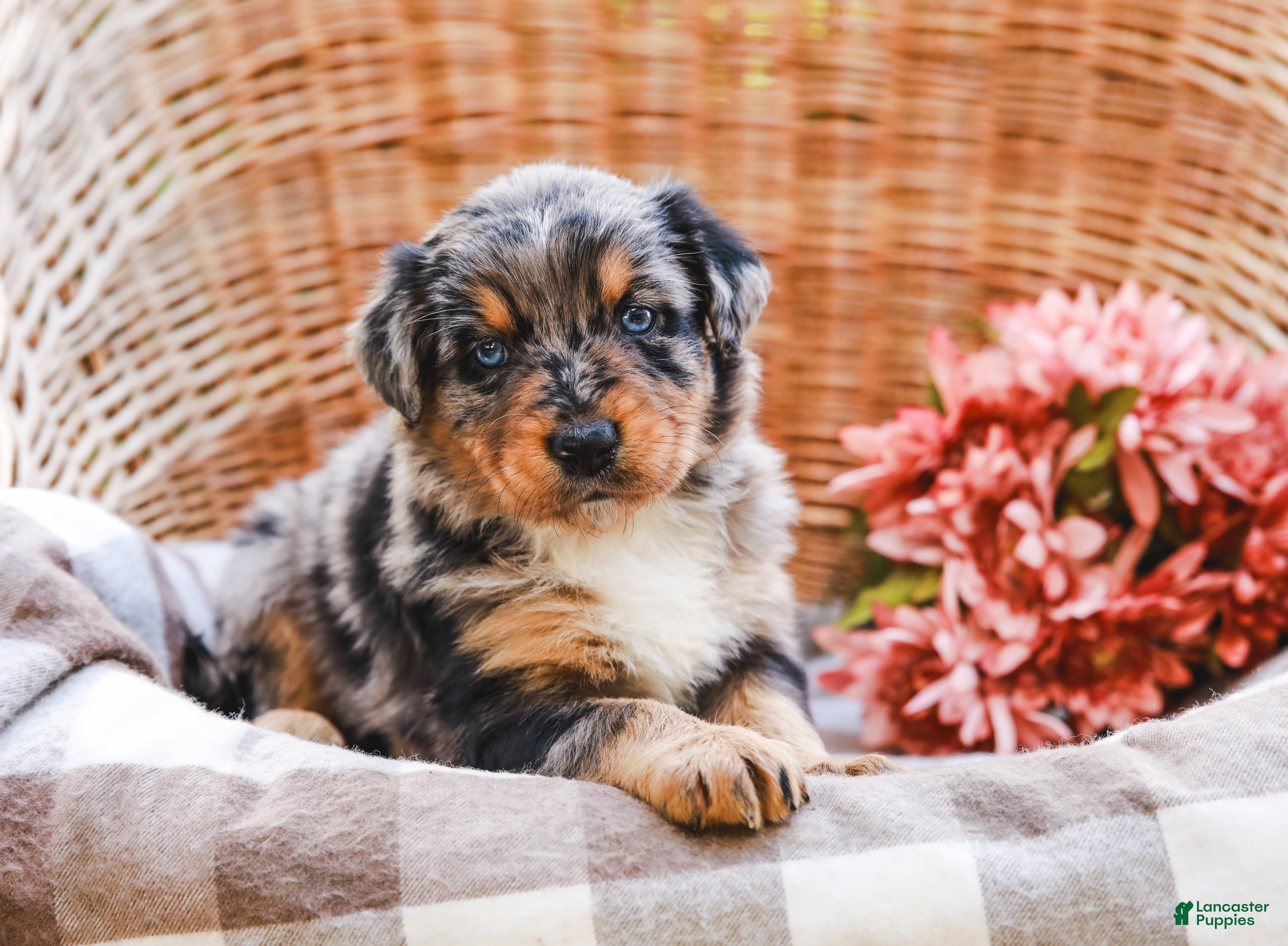 Aussiedoodle dogs Bailey Standard Sized - Ad 2