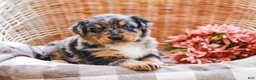 Aussiedoodle dogs for sale: Bailey Standard Sized - Ad 11