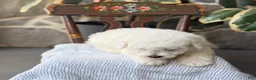 Bichon Frise dogs for sale: Jethro - Ad 11