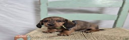 Miniature Dachshund dogs for sale: Kody - Ad 3