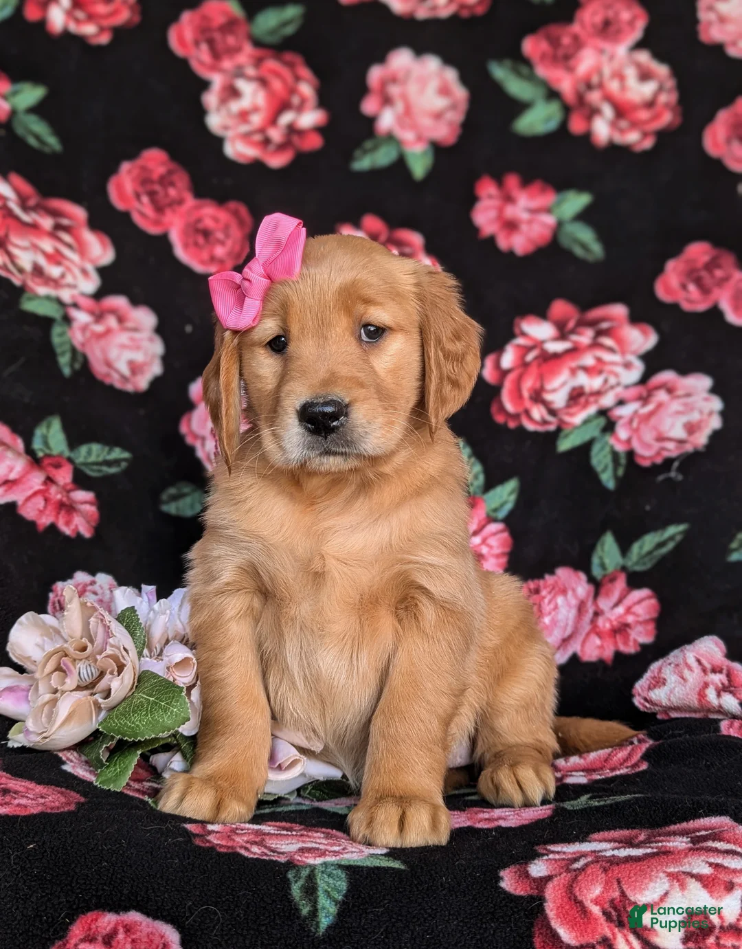 Golden Retriever dogs for sale: Lydia - Ad 2
