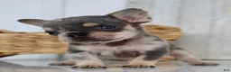 French Bulldog dogs for sale: Justin - Ad 4