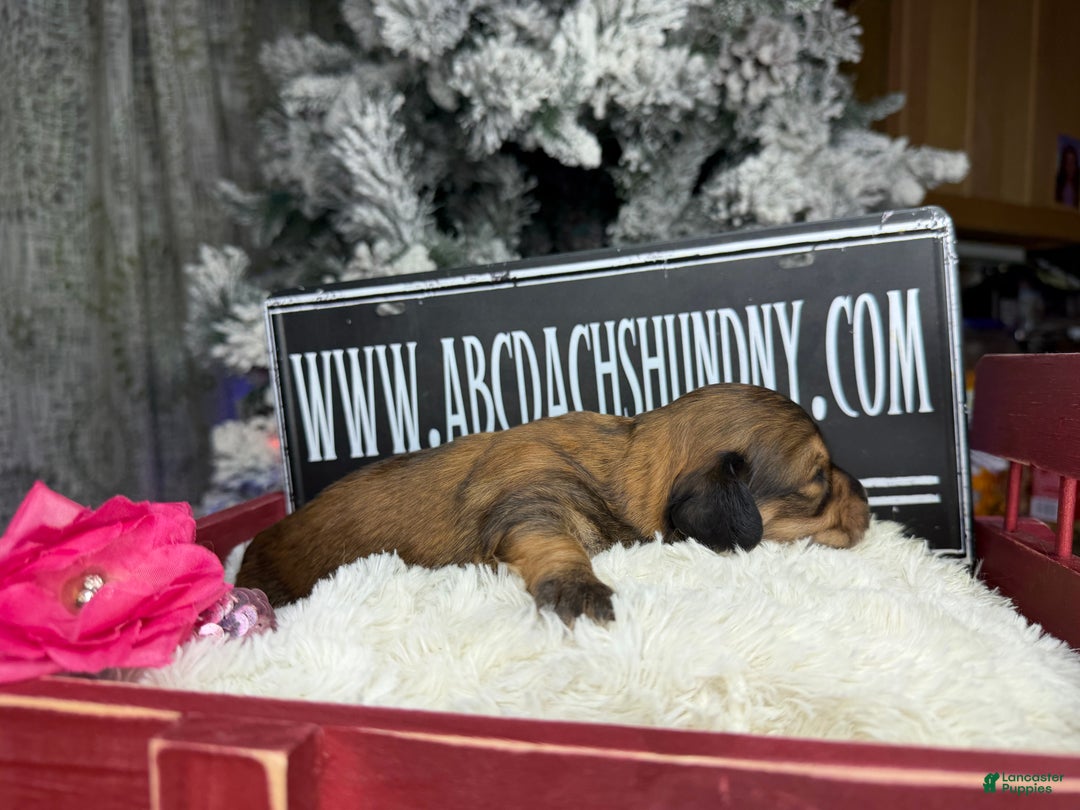 Miniature Dachshund dogs for sale: Shaded red - Ad 6