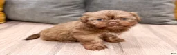 Shih Tzu dogs for sale: Harper - Ad 7