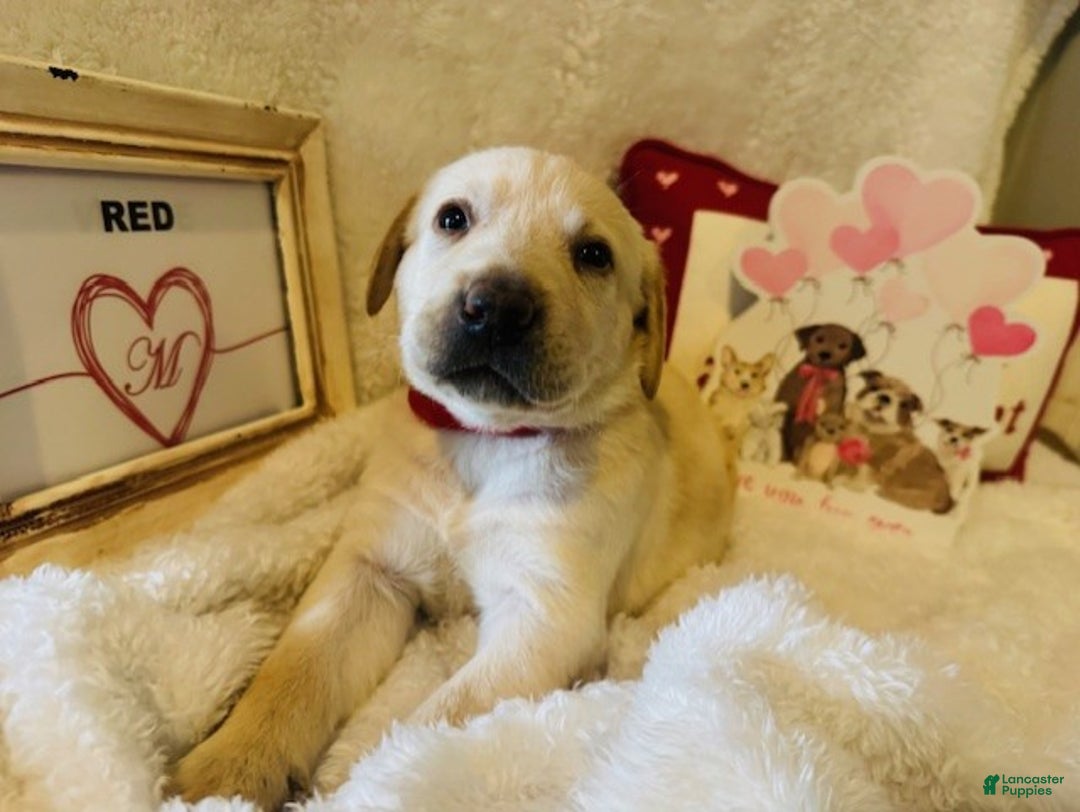 Labrador Retriever dogs for sale: Red Collar - Ad 1