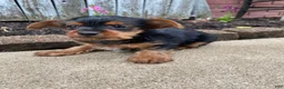 Yorkshire Terrier dogs for sale: Tommy - Ad 12