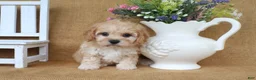 Cavachon dogs for sale: Tessa - Ad 8