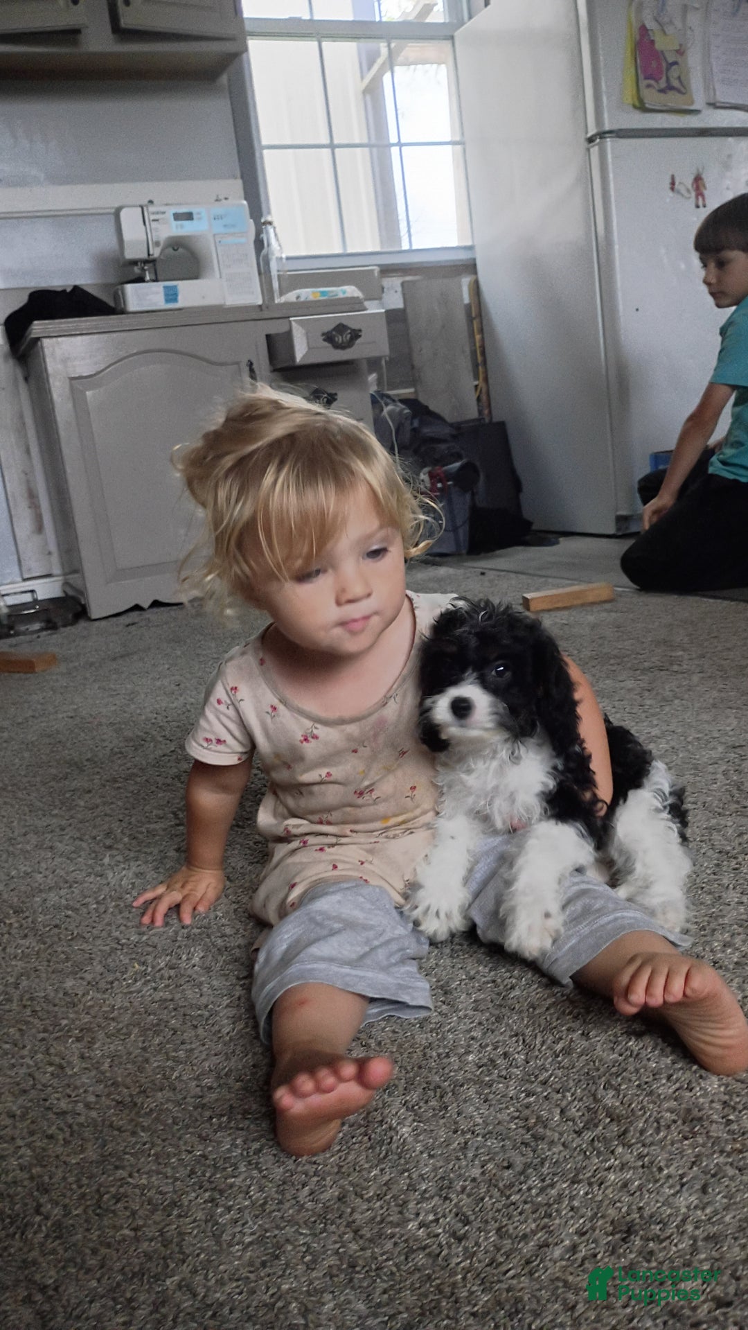 Cavapoo dogs for sale: Sasha - Ad 25