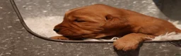 Golden Retriever dogs for sale: Max - AKC, Genetically Clear - Ad 4