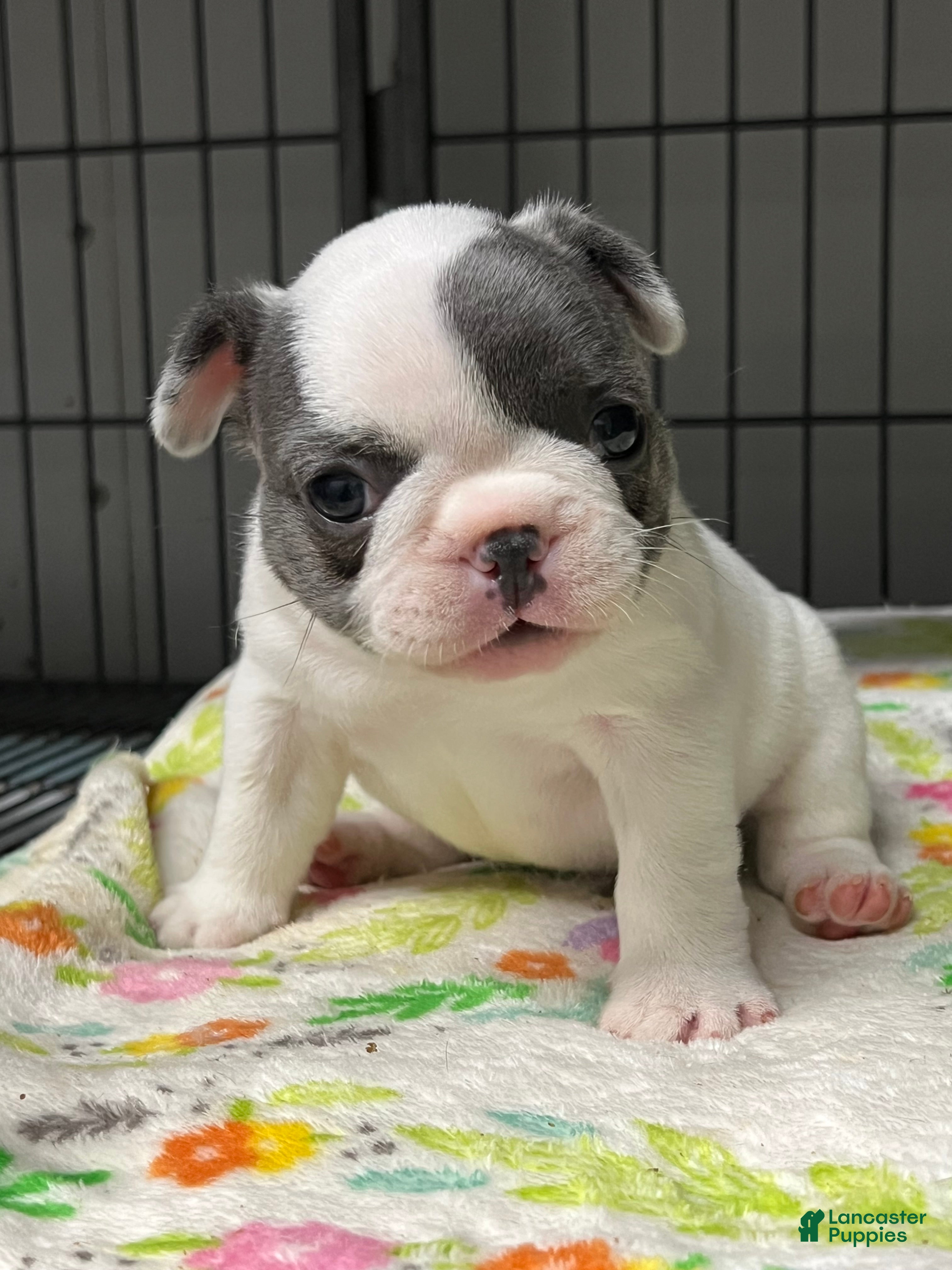 French Bulldog dogs Olive - Ad 2