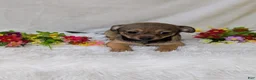 Chihuahua dogs for sale: Little bear - Ad 3
