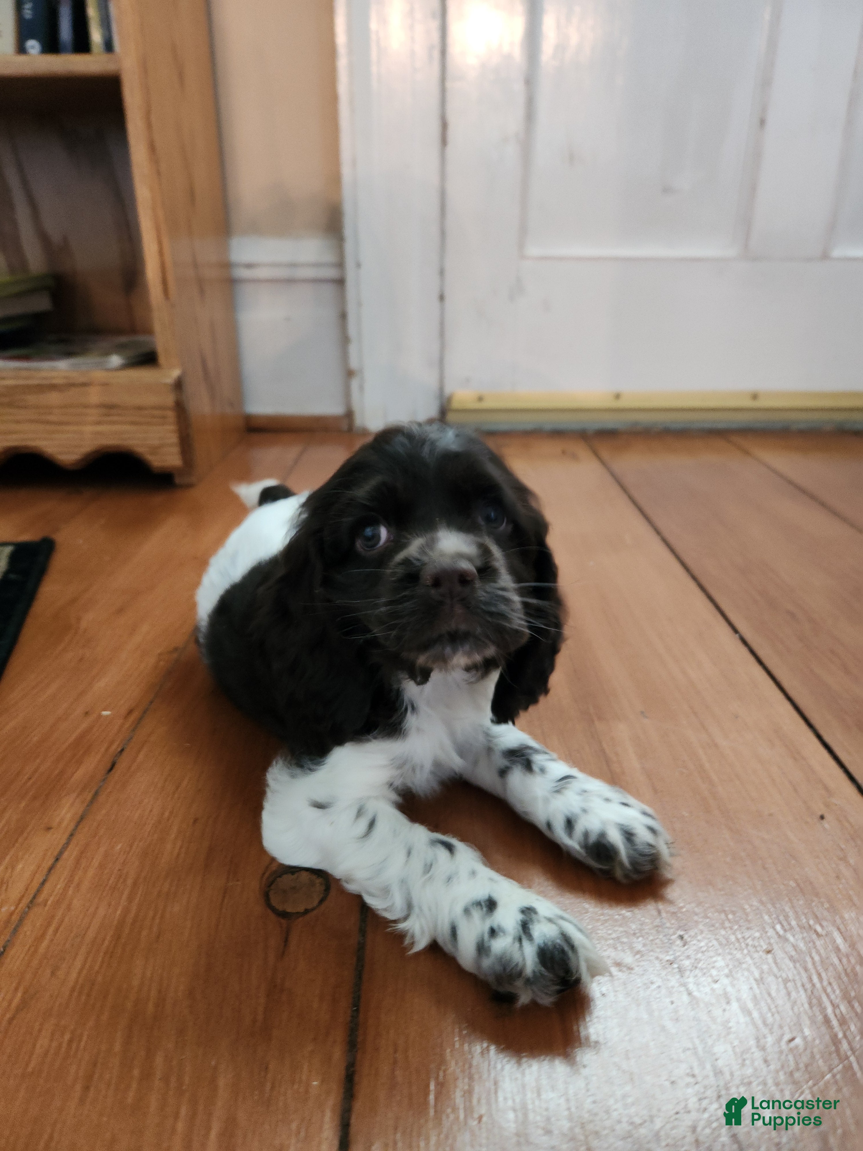 Cocker Spaniel dogs Abby (AKC reg) - Ad 1