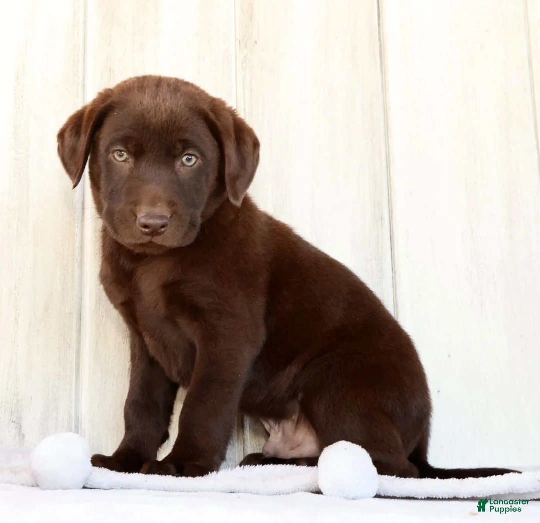 Labrador Retriever dogs for sale: Renny - Ad 1