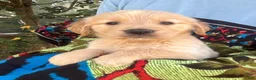 Golden Retriever dogs for sale: Kate - Ad 3