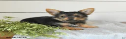 Yorkshire Terrier dogs for sale: Felix - Ad 4