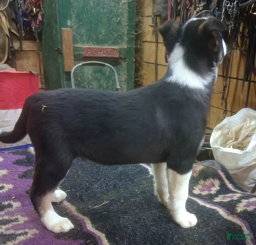 Border Collie dogs for sale: Border Collie Puppy 4 - Ad 12