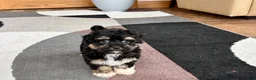 Havapoo dogs for sale: Havapoo boy 1 TriColor - Ad 9
