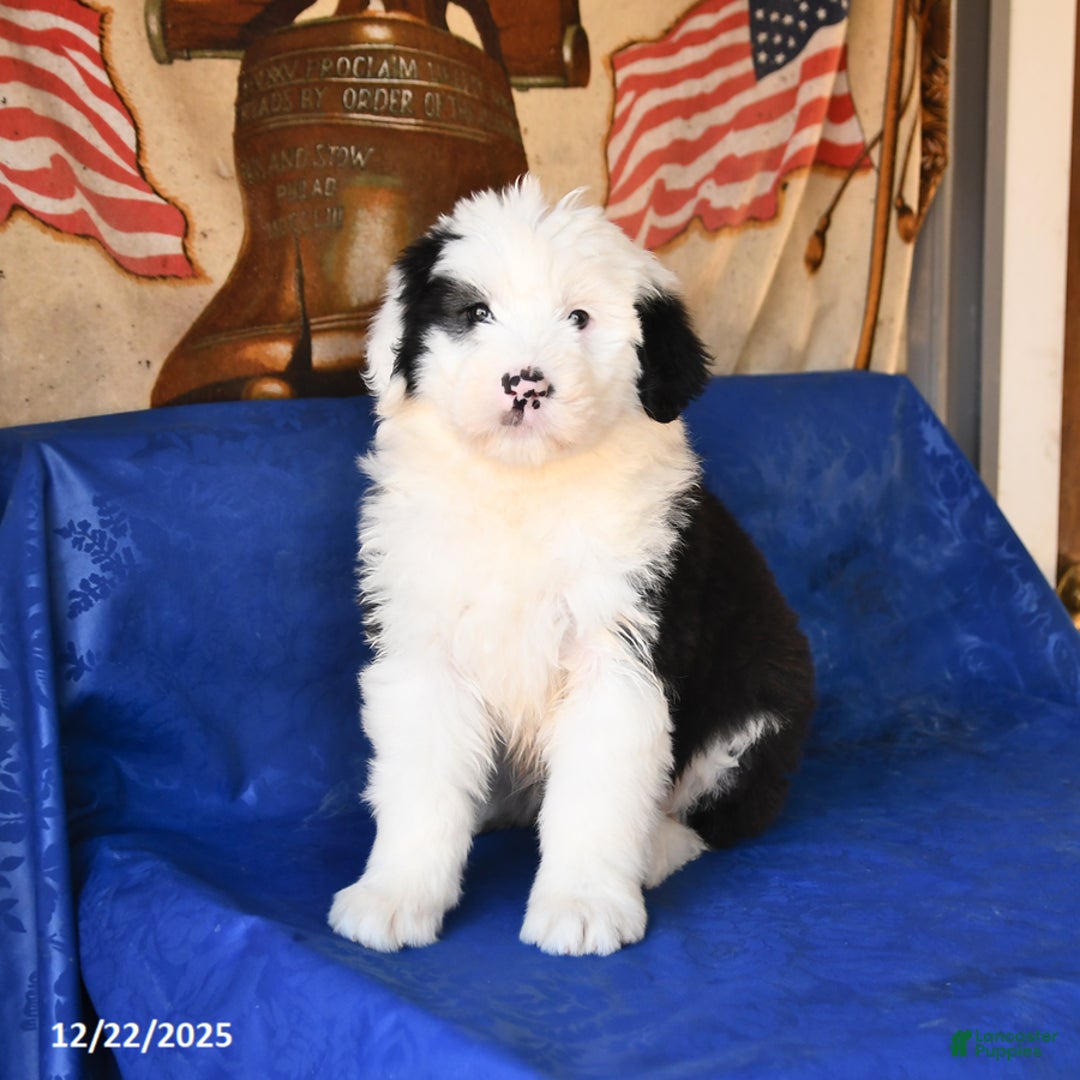 Shetland Sheepdog dogs for sale: Holiday - Ad 3