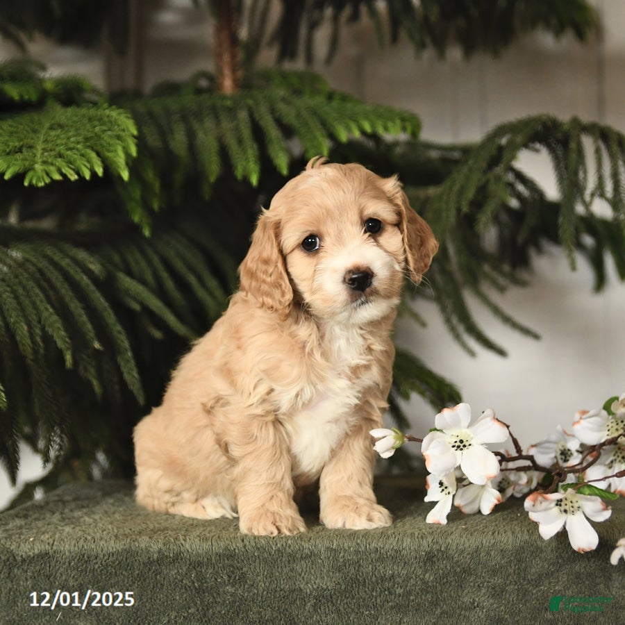 Cockapoo dogs Cassie   - Ad 29