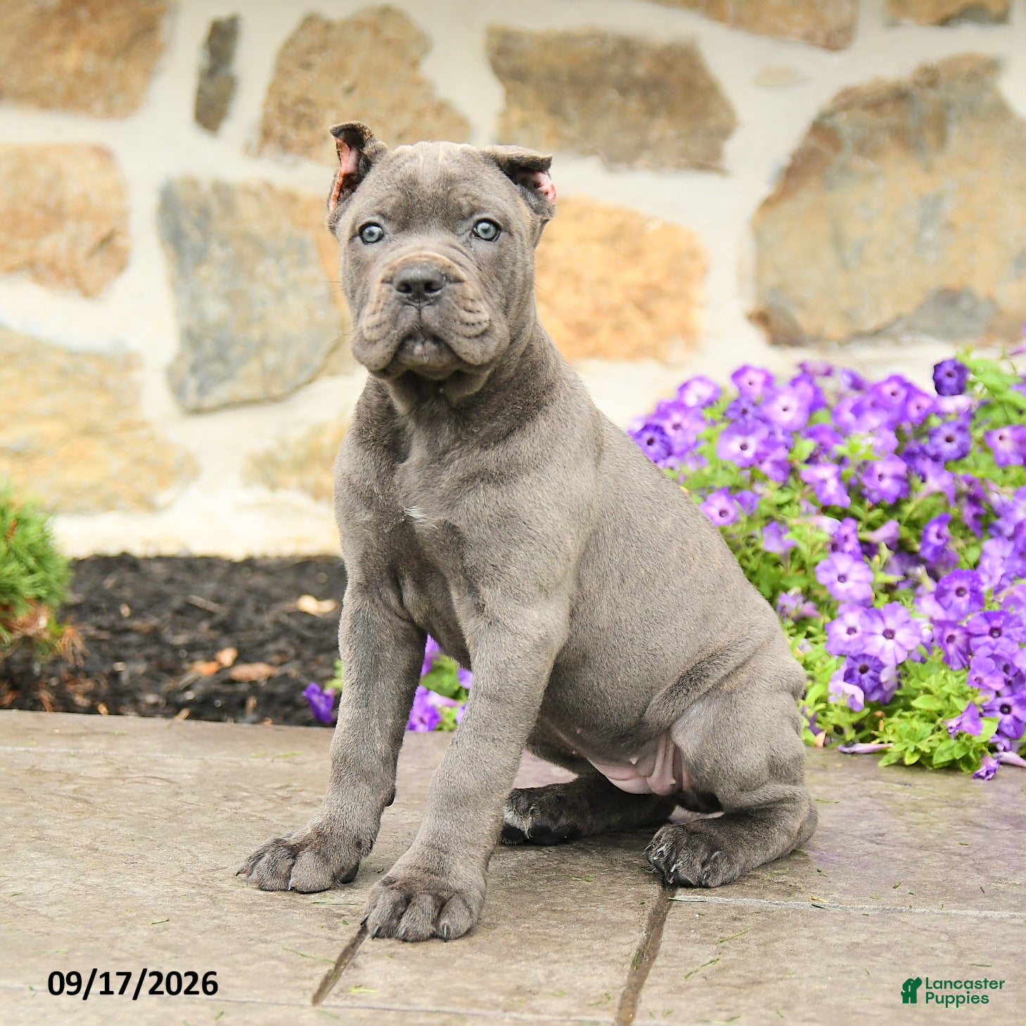 Cane Corso dogs Cora  - Ad 1