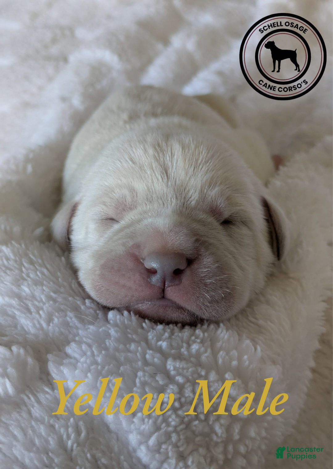 Cane Corso dogs for sale: Yellow  - Ad 3