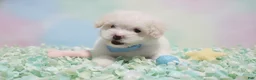 Maltipoo dogs for sale: GUCCI - Ad 3