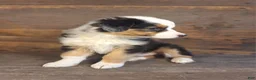 Australian Shepherd dogs for sale: Frank - Ad 7