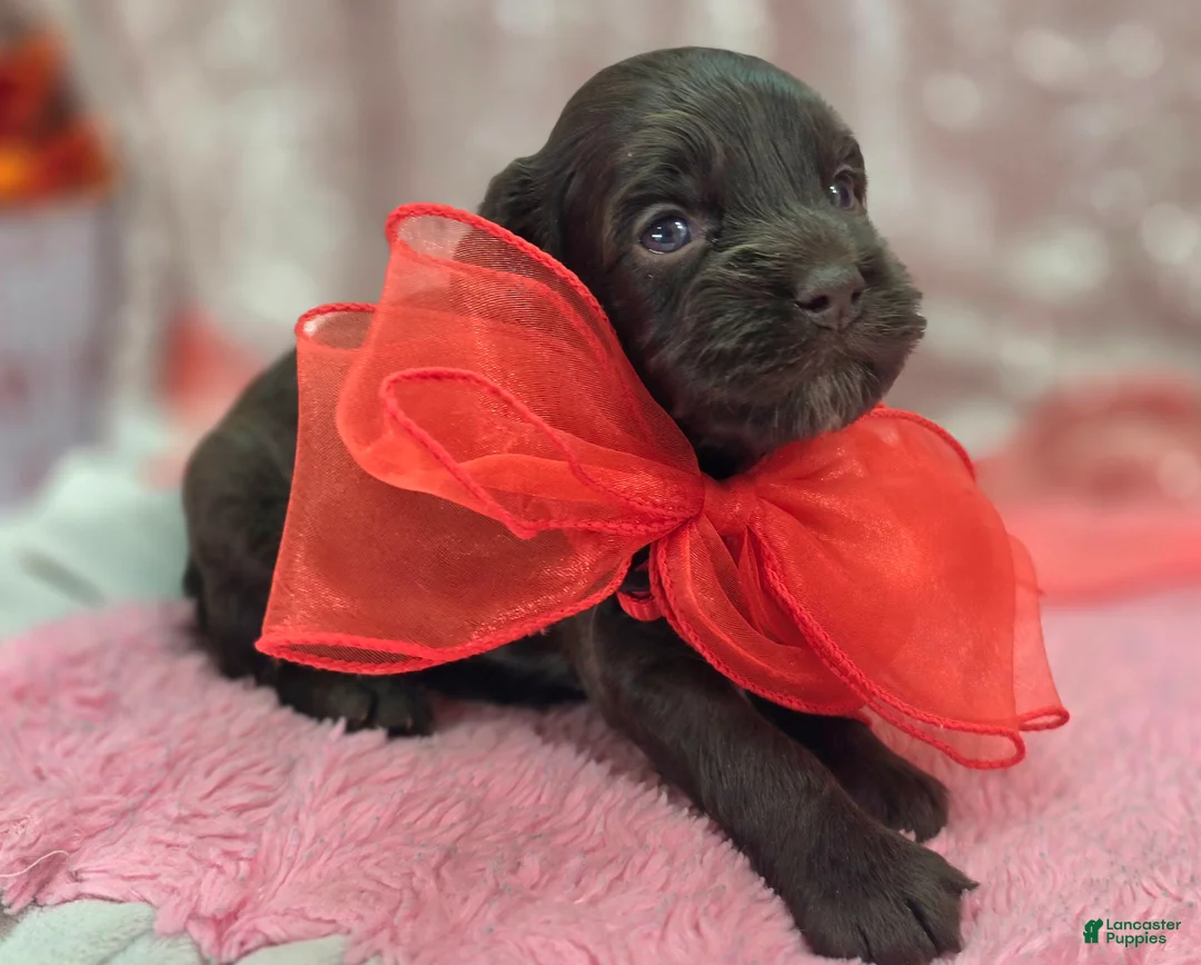 Cockapoo dogs for sale: Truffle - Ad 3