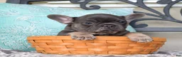 French Bulldog dogs for sale: Zoey - Ad 2