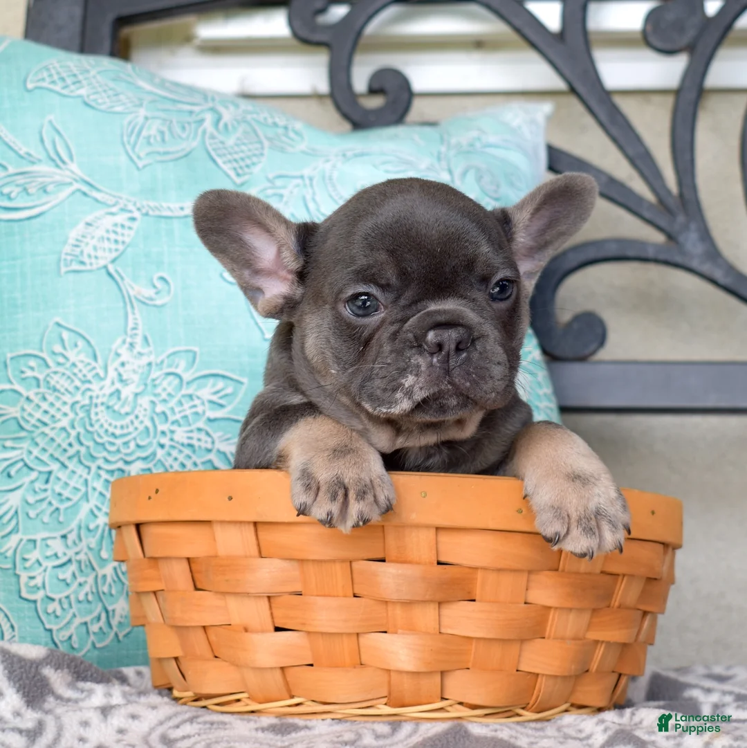 French Bulldog dogs for sale: Zoey - Ad 2