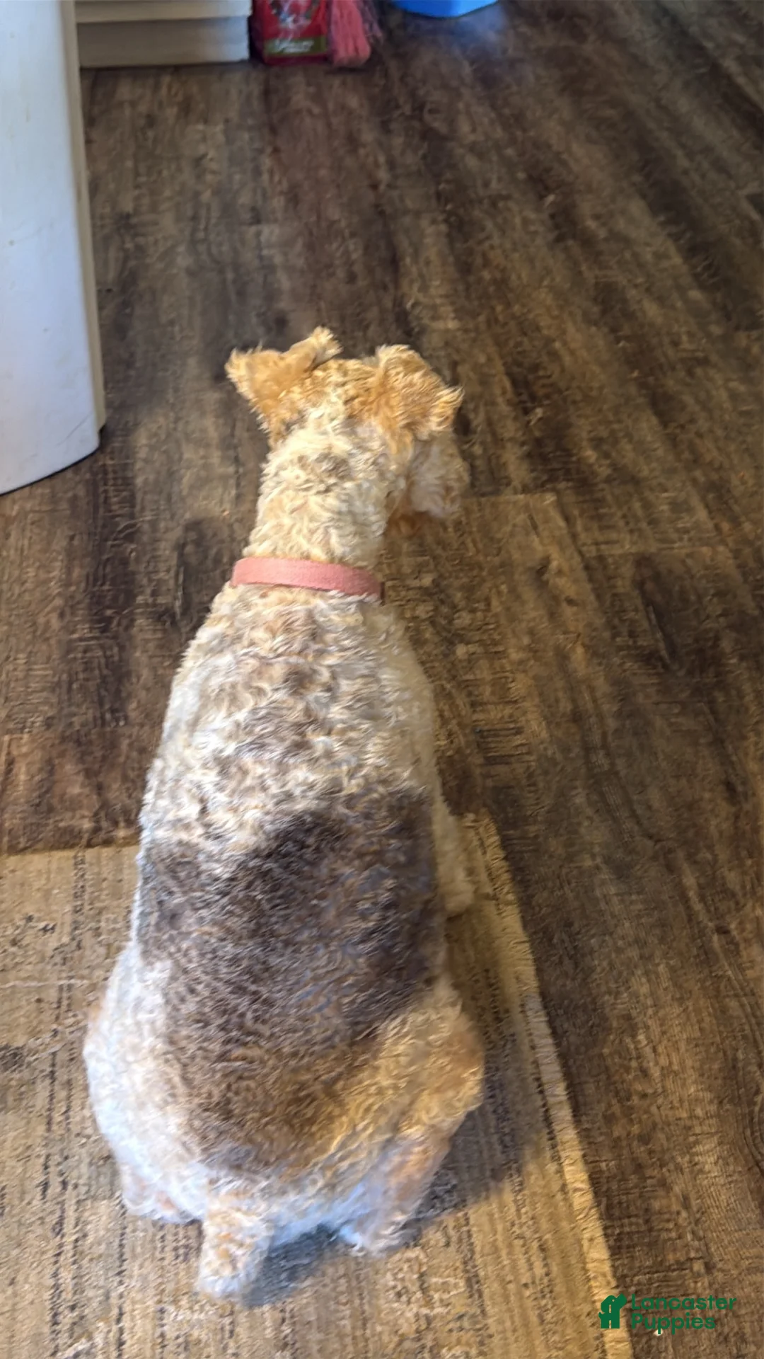 Wire Fox Terrier dogs for sale: Wire Fox Terrier 2 - Ad 6