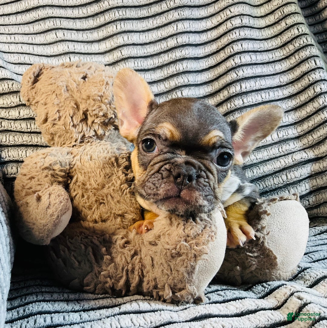 French Bulldog dogs for sale: Max  - Ad 4