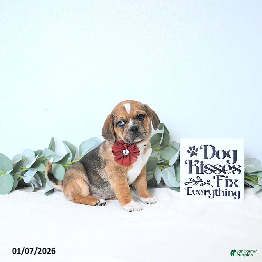 Puggle dogs Ginger - Ad 40