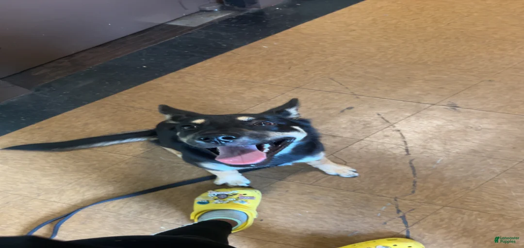 Gallery Image {{count}}