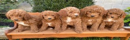 Miniature Poodle dogs for sale: Chance - Ad 7