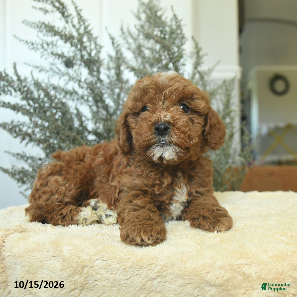 Miniature Poodle dogs Mason - Ad 2